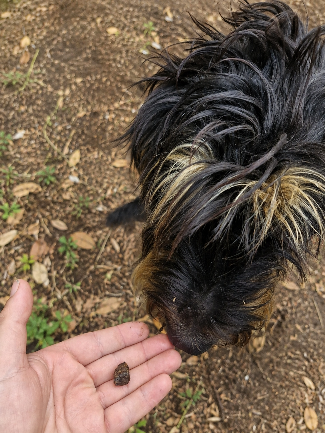 Friandises de dressage au cerf pour chien – Cernunos 100 g
